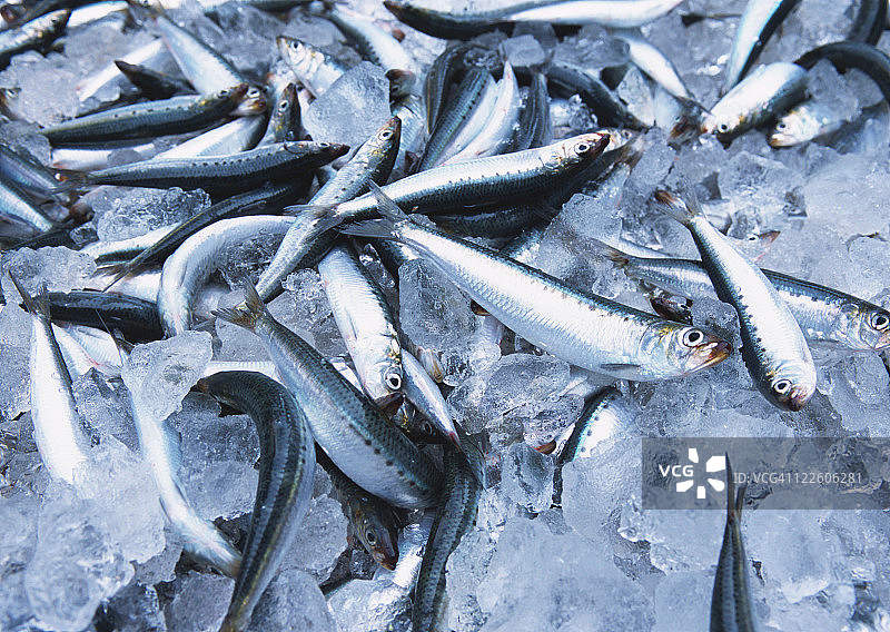 沙丁鱼图片素材
