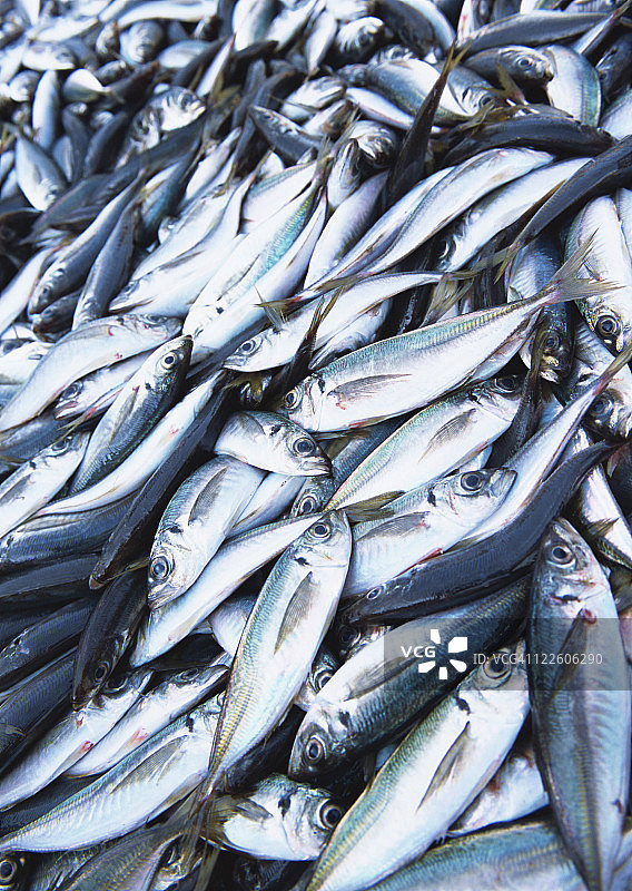 竹荚鱼图片素材