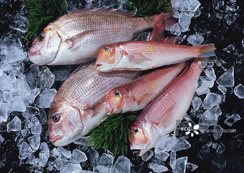 红鲷鱼和马头鱼图片素材