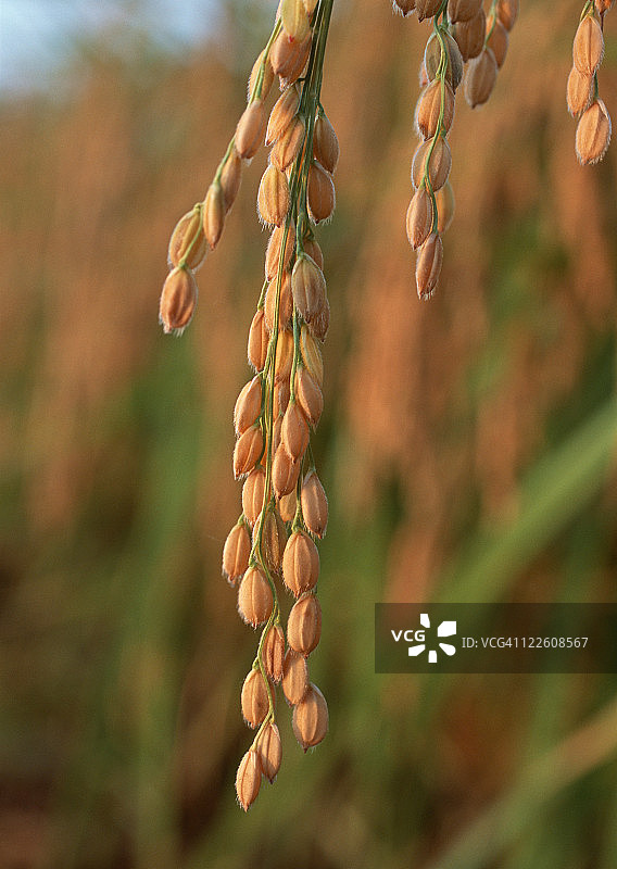 耳朵的大米图片素材