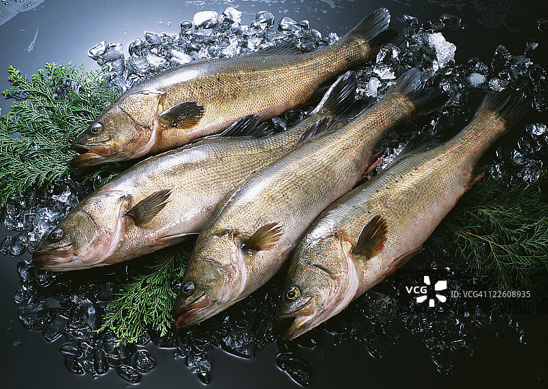 海鲈鱼图片素材