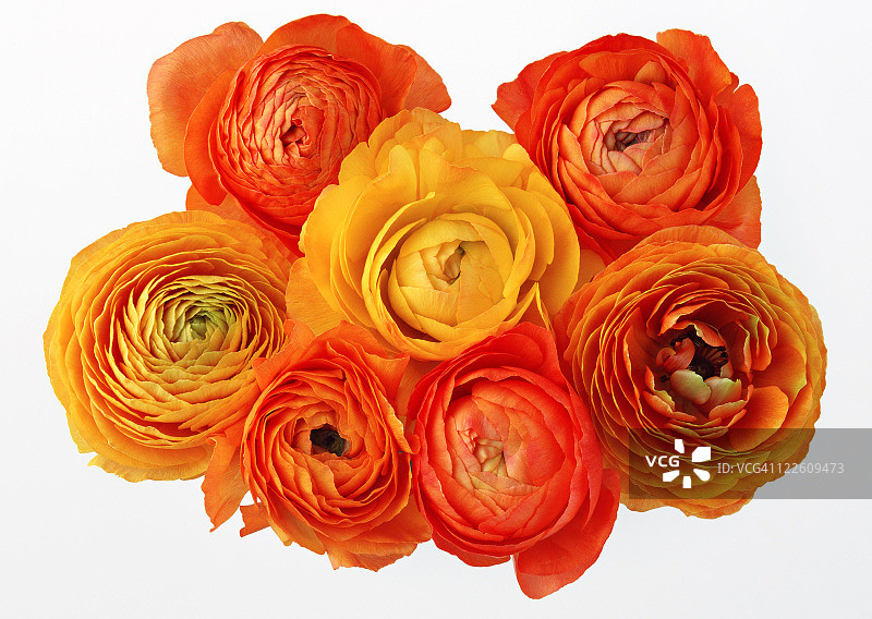 毛茛属植物图片素材