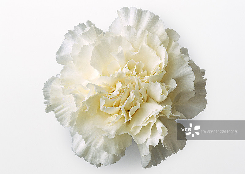 康乃馨图片素材