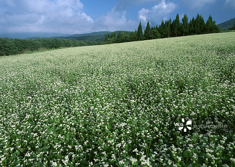 荞麦田图片素材
