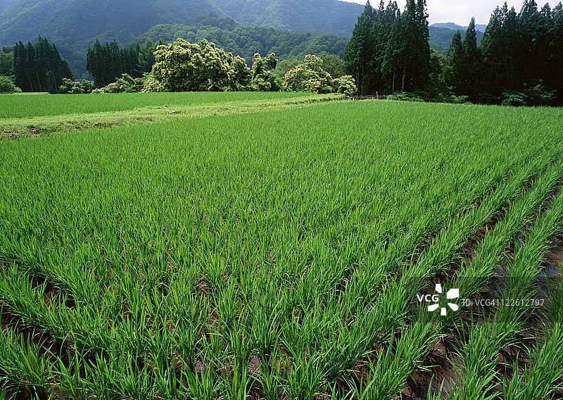 稻田图片素材