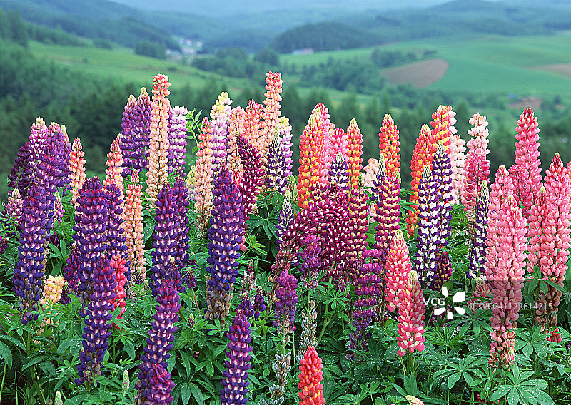 羽扇豆图片素材