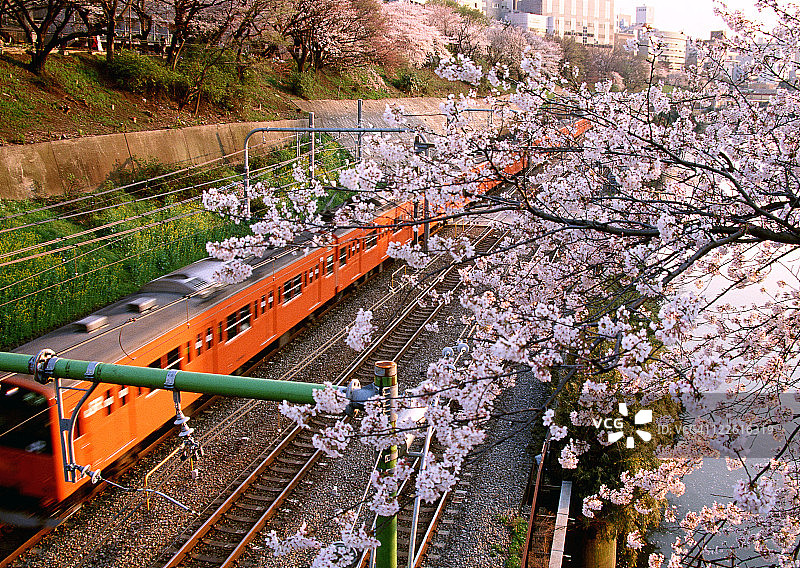 樱花与电力火车图片素材