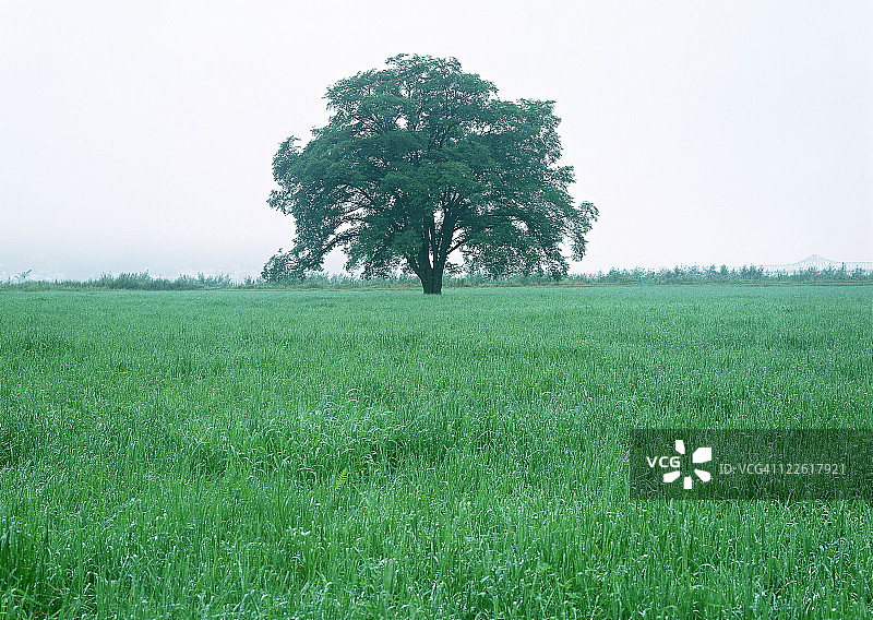 绿草平原图片素材