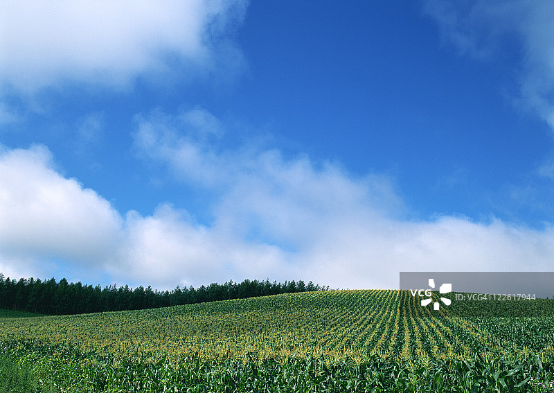 玉米田图片素材