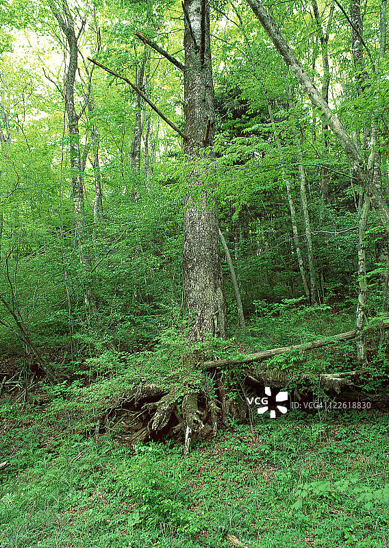 森林图片素材