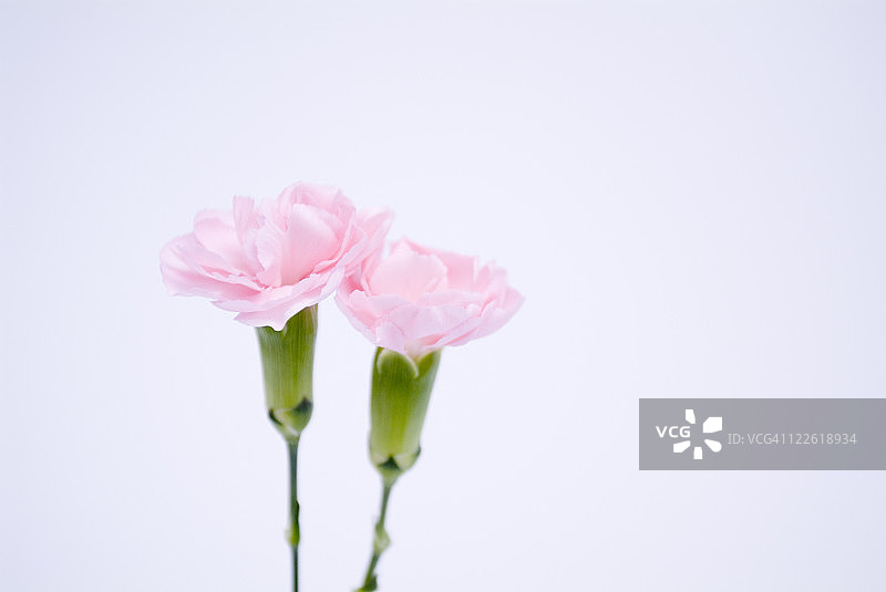 粉色康乃馨图片素材