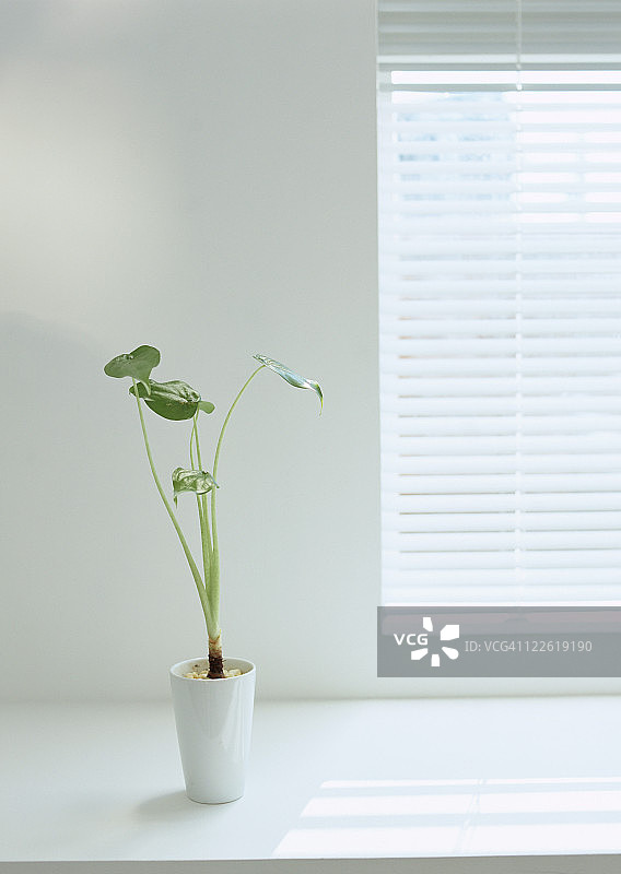 盆栽哑甘蔗和窗户图片素材