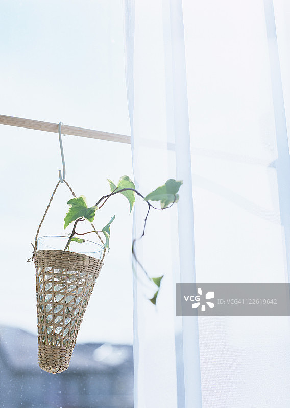 观叶植物图片素材