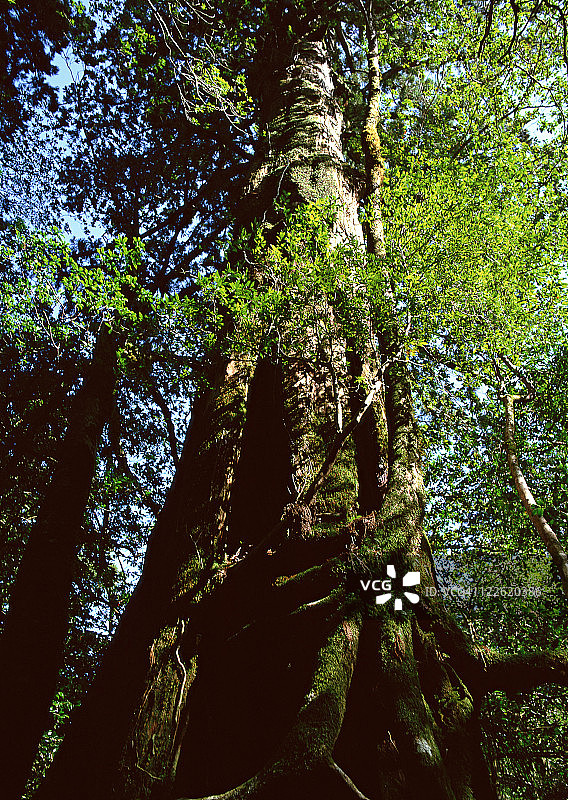 屋久杉图片素材