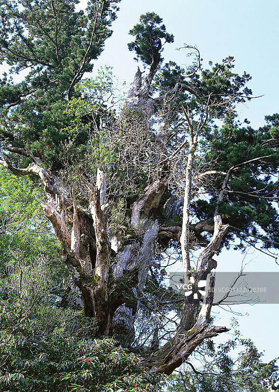 屋久杉图片素材