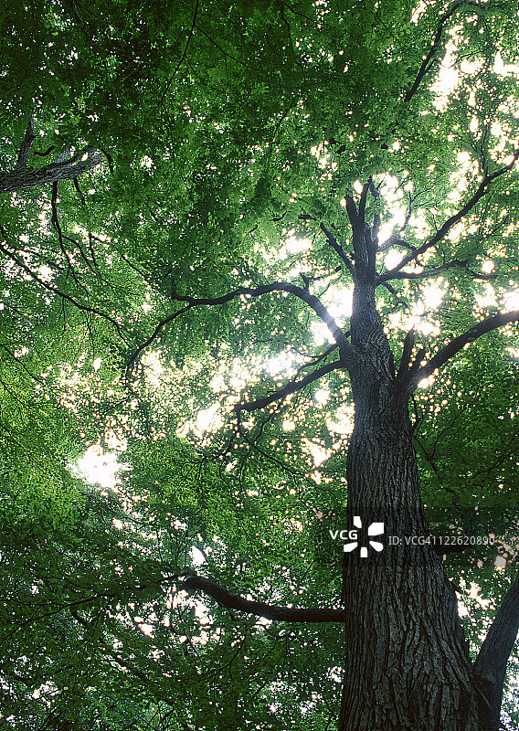 阳光穿透树叶图片素材