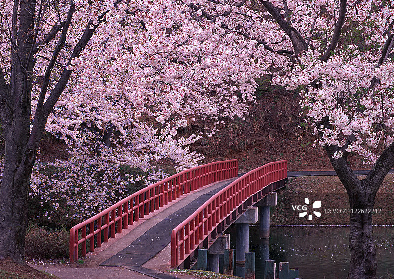 樱花与桥梁图片素材