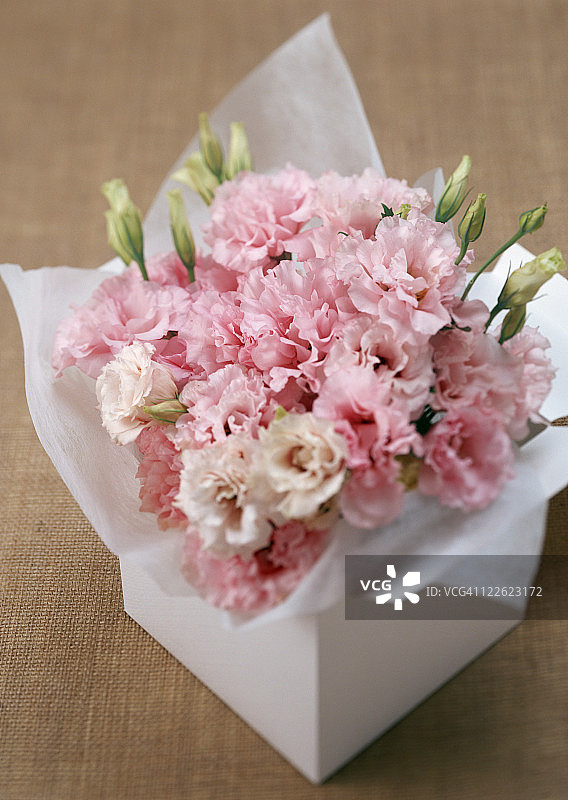 草原龙胆图片素材