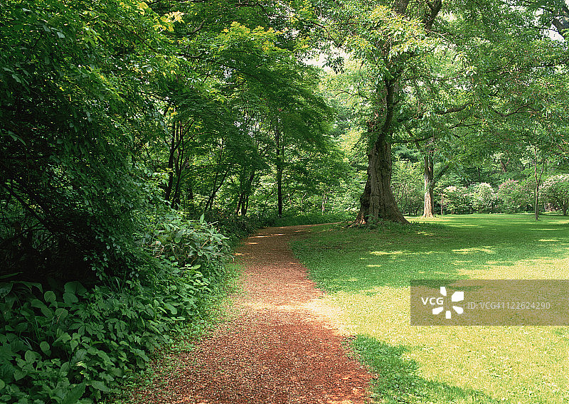 森林与道路图片素材