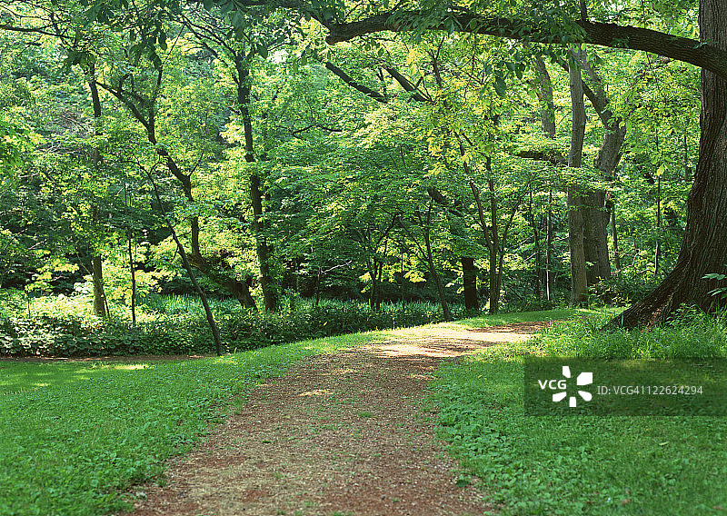 森林与道路图片素材