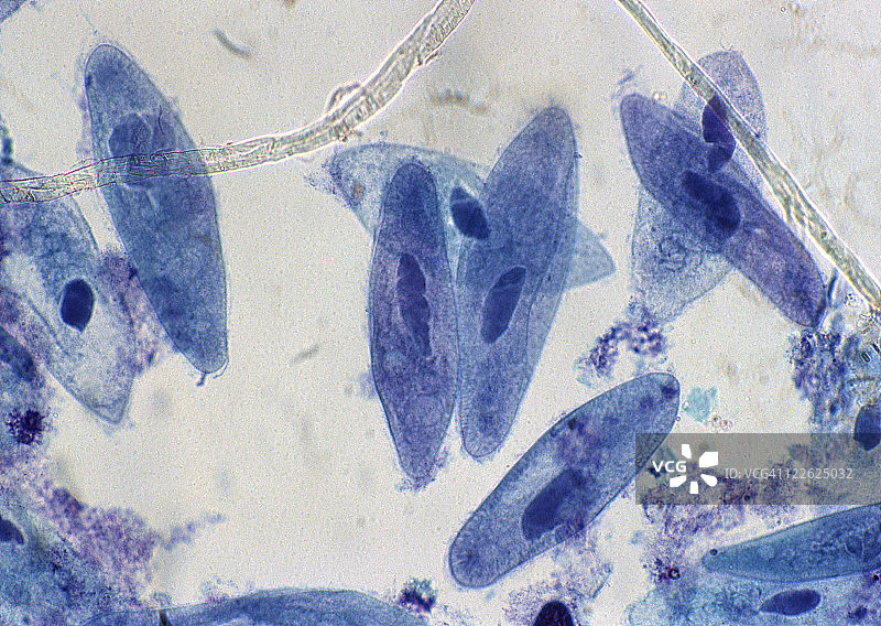 草履虫图片素材