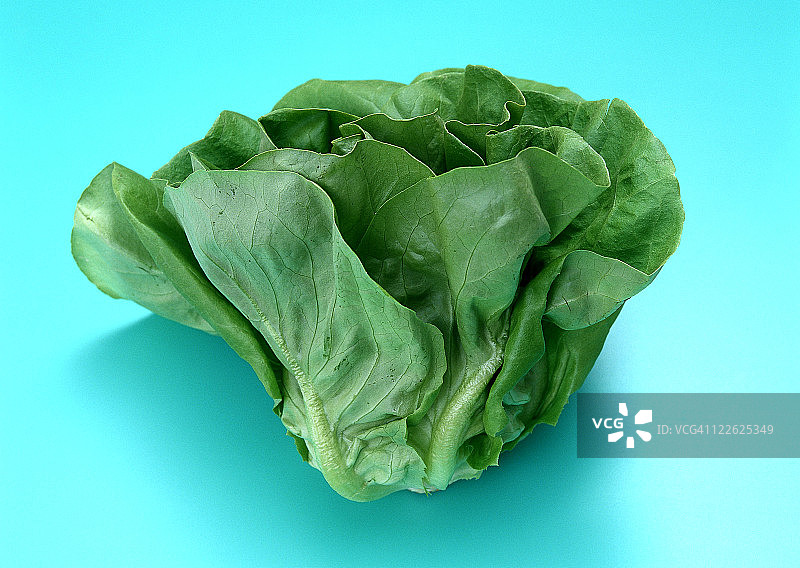 波士顿生菜图片素材