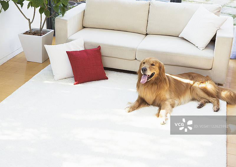 沙发旁的狗图片素材
