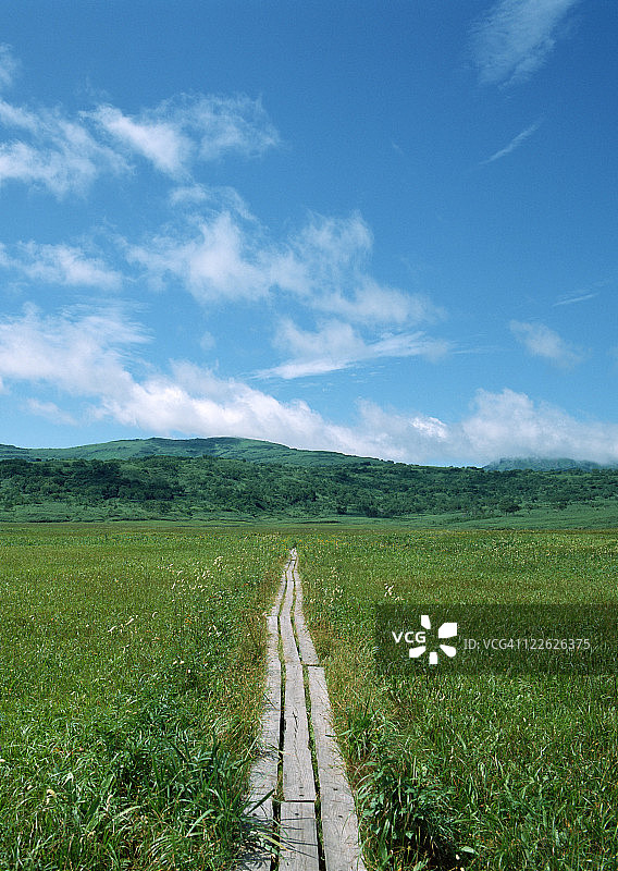 沼泽地图片素材