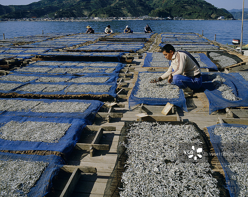 架子上晾晒的银鱼图片素材