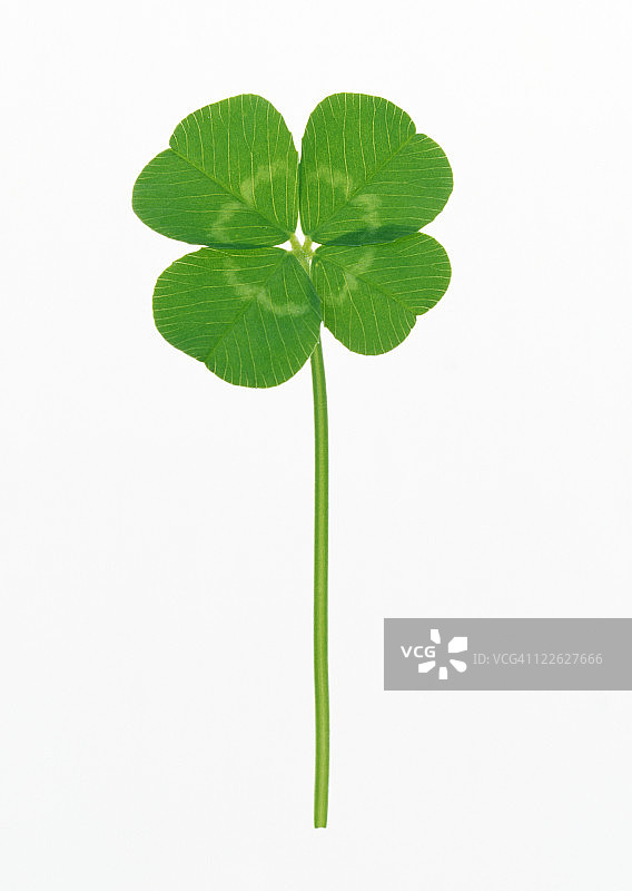 四叶草图片素材