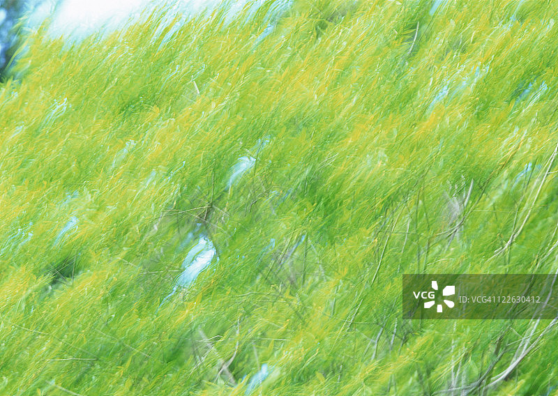 新鲜绿色图像图片素材