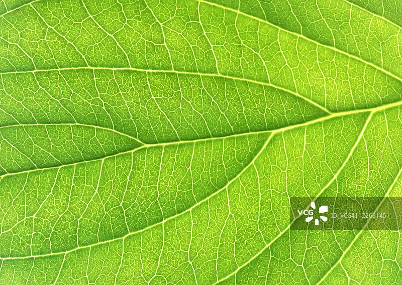 山茱萸图片素材