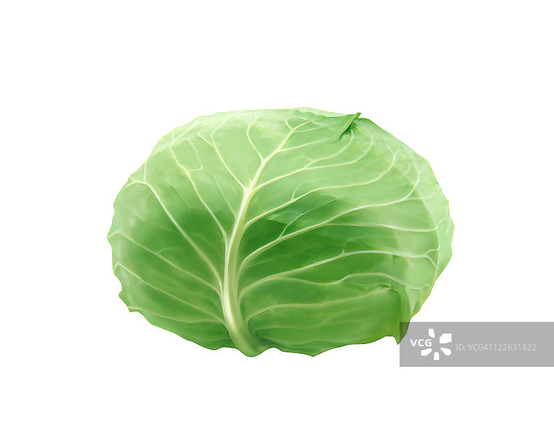 卷心菜图片素材