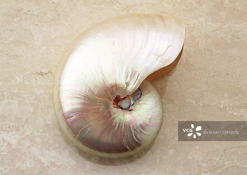 鹦鹉螺图片素材