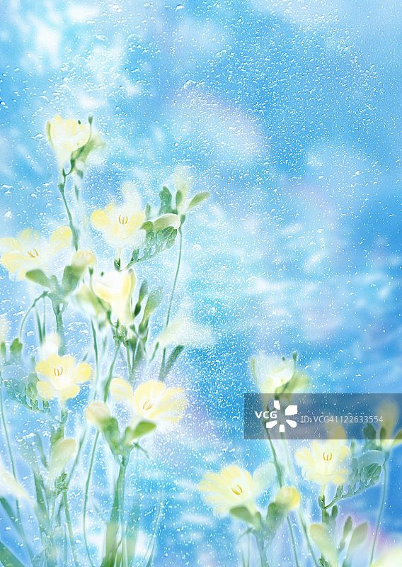 小苍兰图片素材