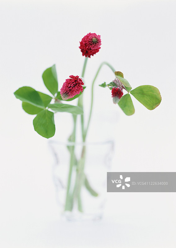 深红色三叶草图片素材