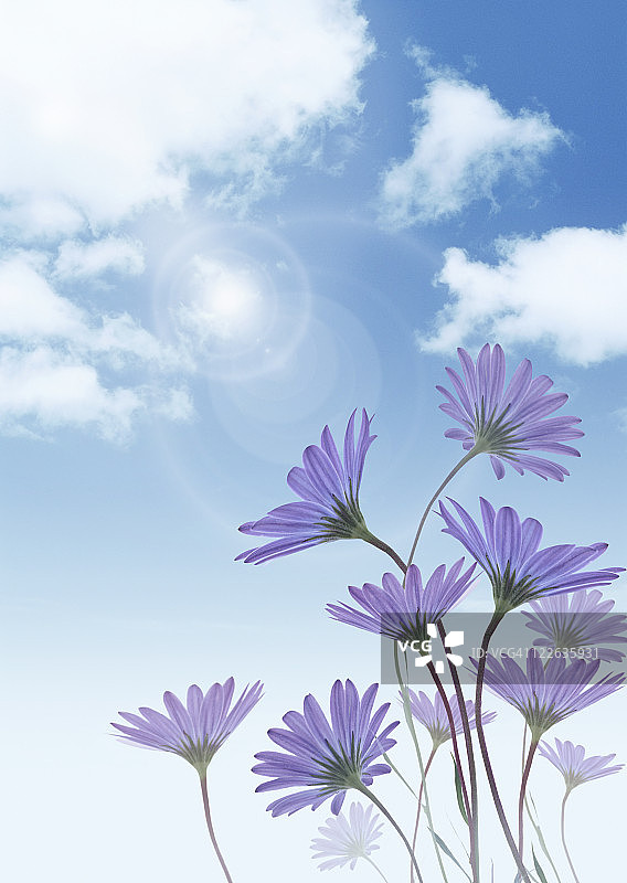 非洲万寿菊图片素材