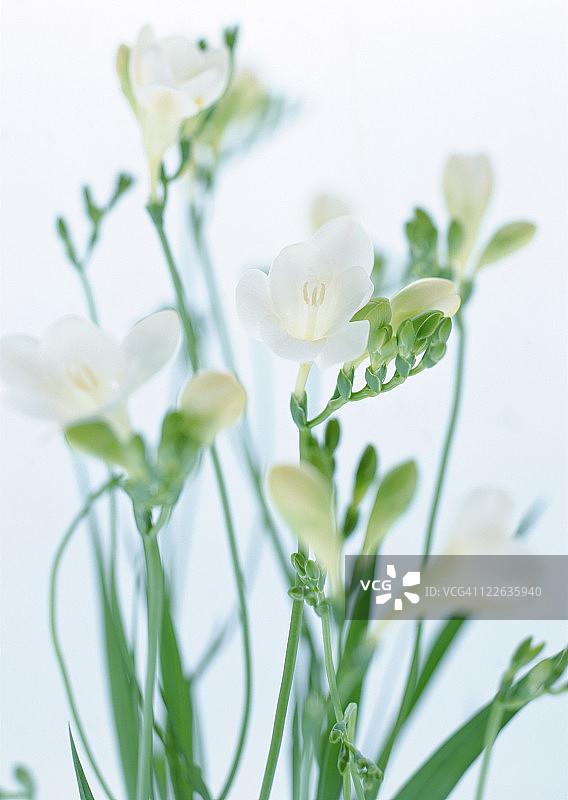 小苍兰图片素材