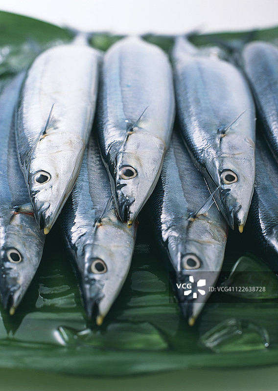 秋刀鱼图片素材