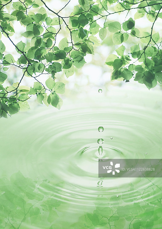 绿色树叶和水滴图片素材
