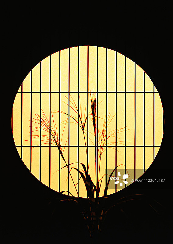 日本芒草图片素材