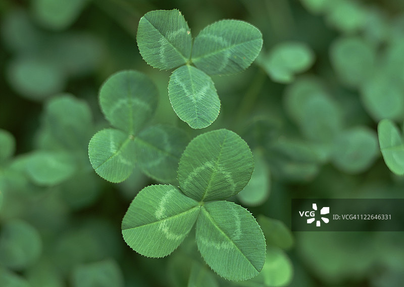 白车轴草叶图片素材