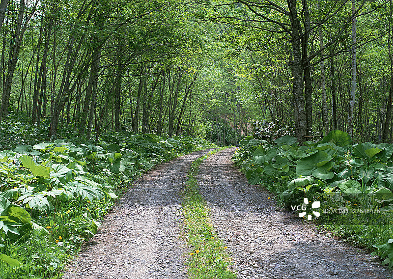 森林与道路图片素材