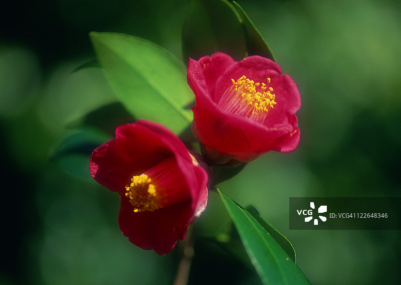 普通山茶花图片素材