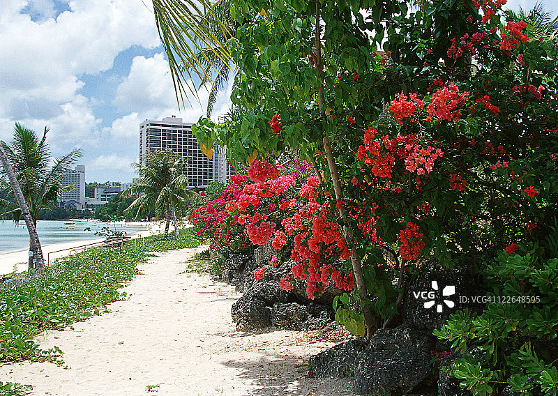 叶子花属图片素材