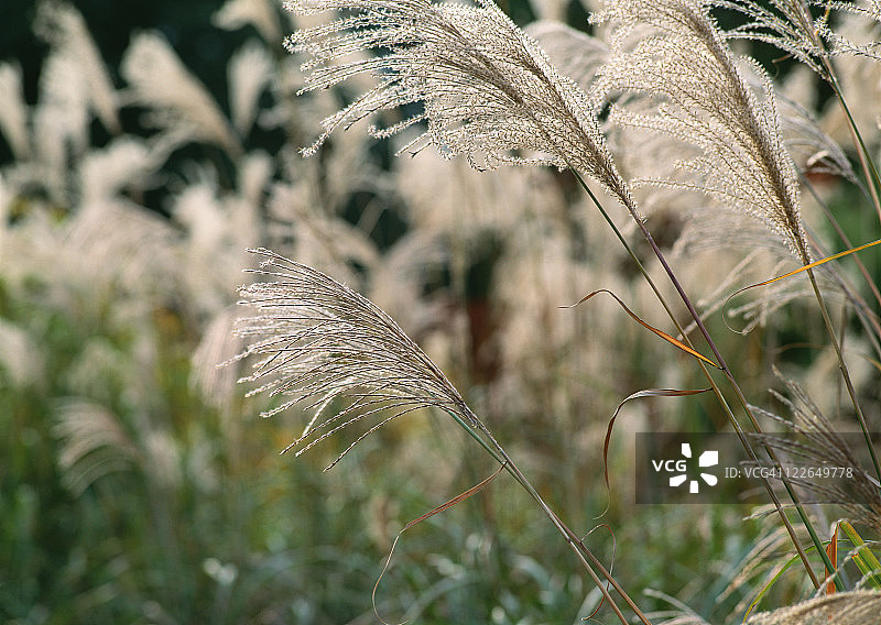 日本芒草图片素材