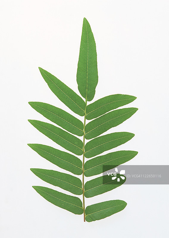 叶图片素材