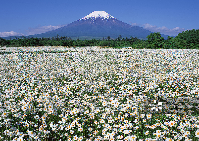 花卉花园与富士山图片素材