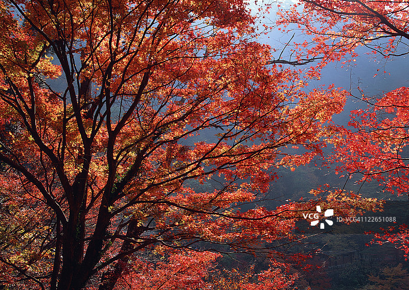 秋叶颜色图片素材