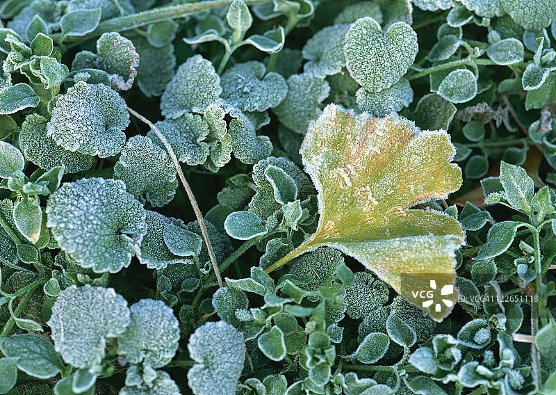 霜冻叶子图片素材